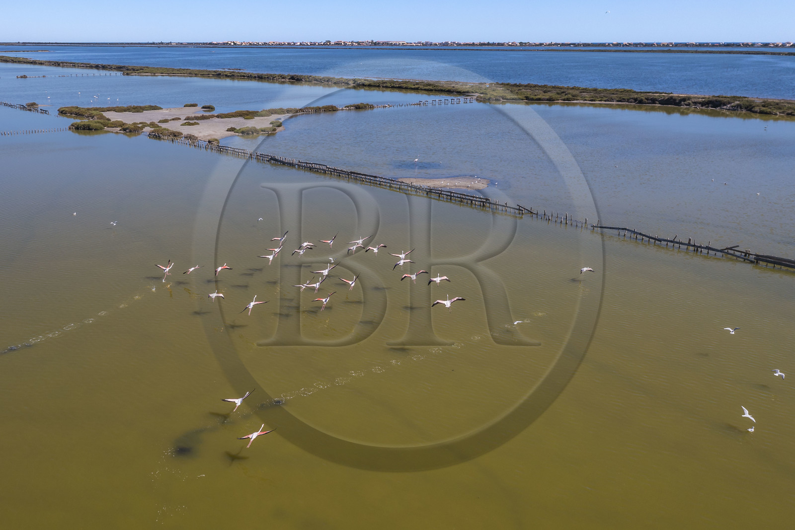 France, Hérault (34), Frontignan, vol de flamants roses (Phoenicopterus roseus) dans l'étang d'Ingril dans les anciens salins (vue aérienne)