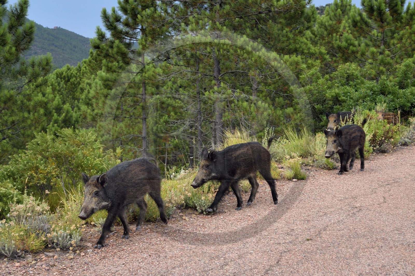France, Var (83), Agay commune de Saint-Raphaël, les sangliers (Sus scrofa) prolifèrent dans le massif de l'Estérel