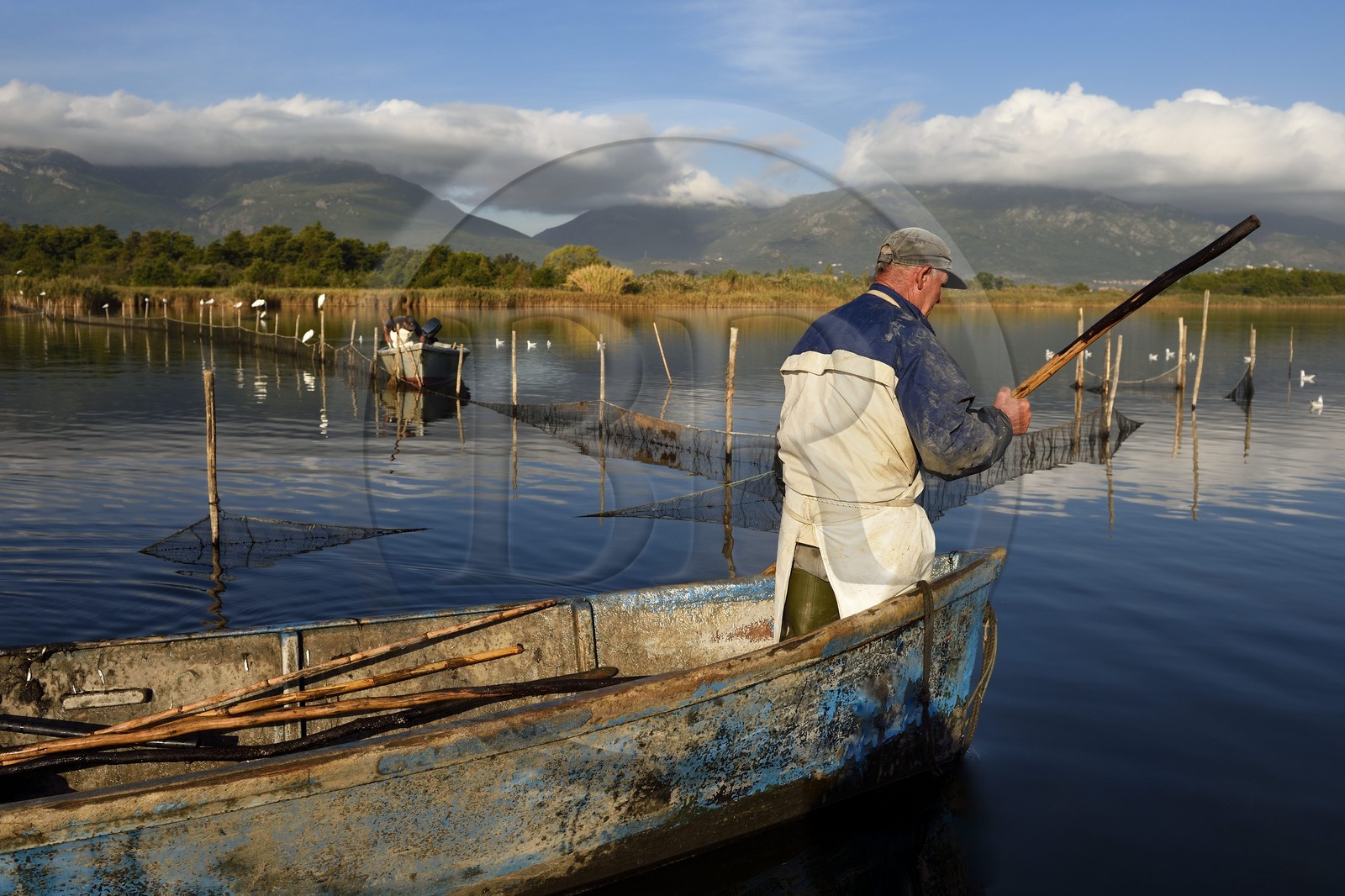 France, Haute-Corse (2B), l'étang de Biguglia (stagnu di Chjurlinu), réserve naturelle de Corse (RNC), pecheurs relevant les filets tendus sur des pieux d'aulne