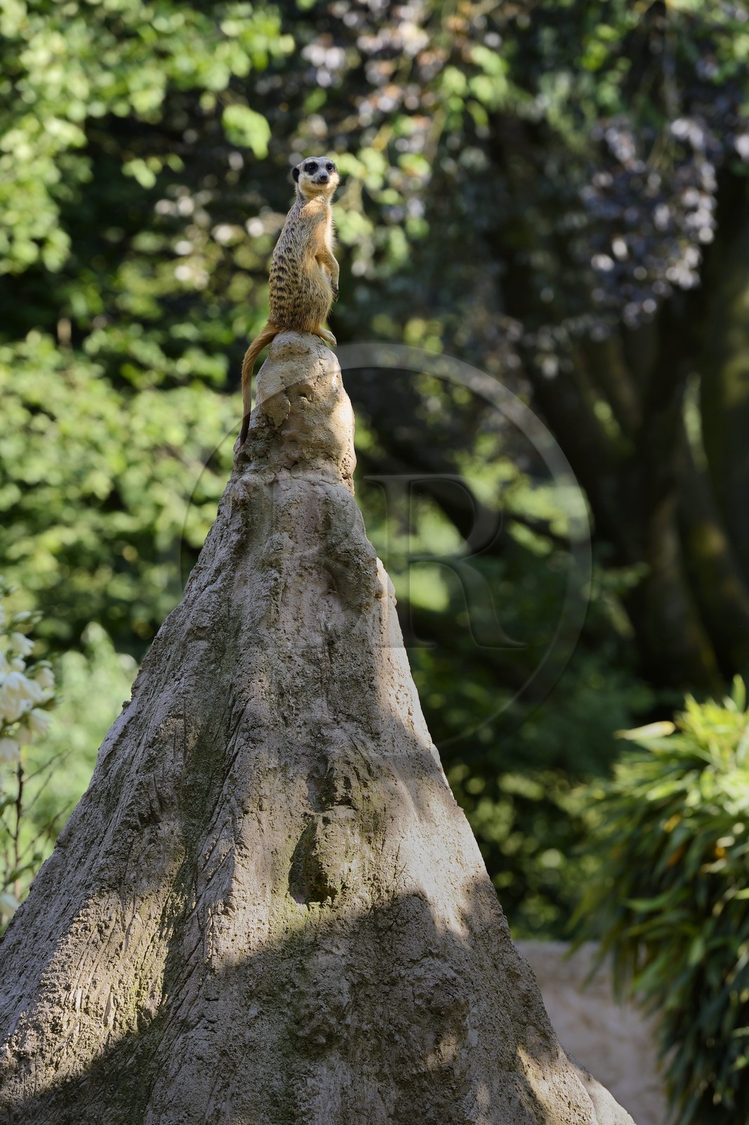 France, Haut-Rhin (68), Mulhouse, parc zoologique et botanique, suricate (Suricata suricatta)