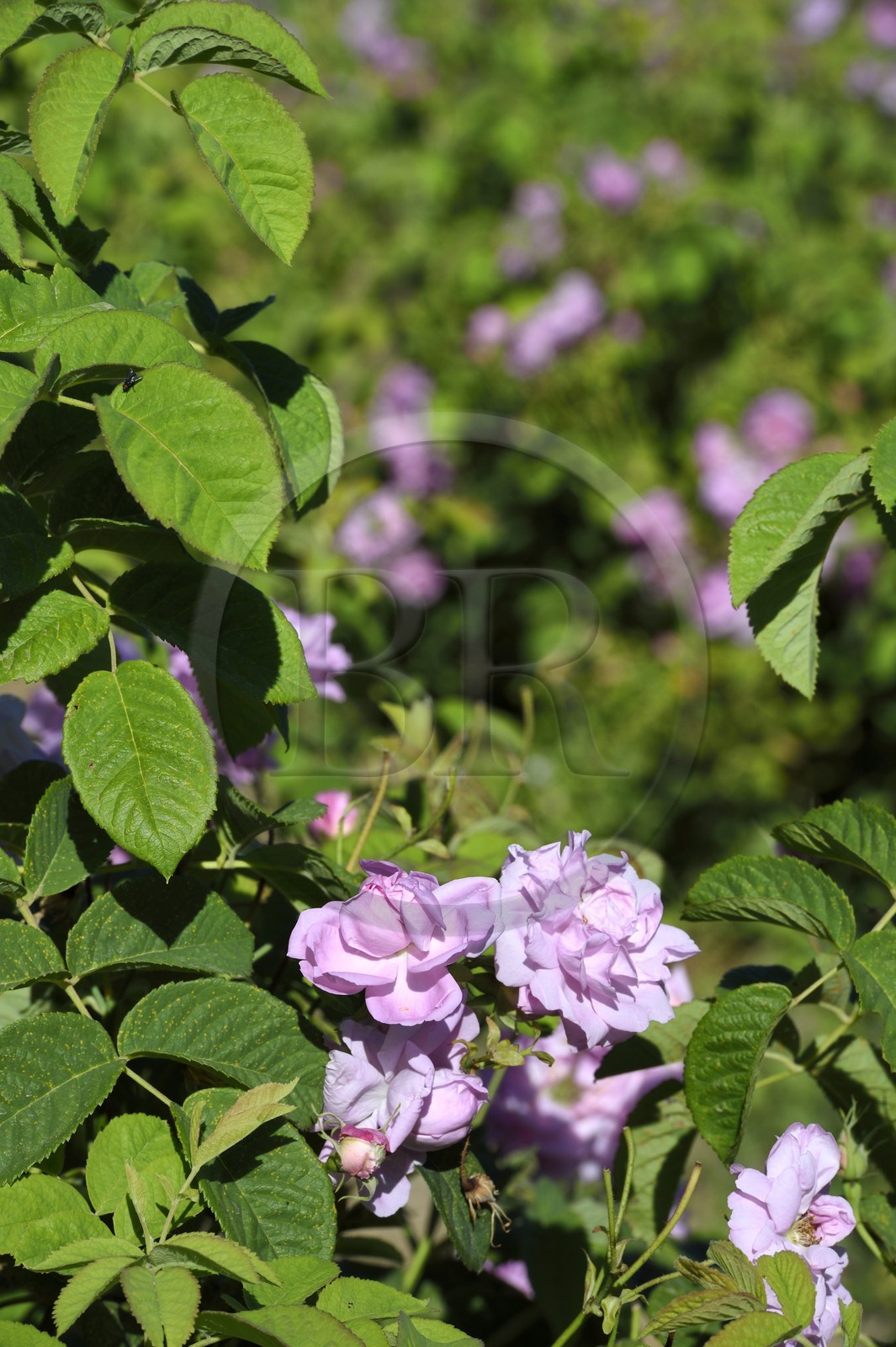 France, Alpes-Maritimes (06), Grasse, champ de rose Centifolia réputée pour son parfum