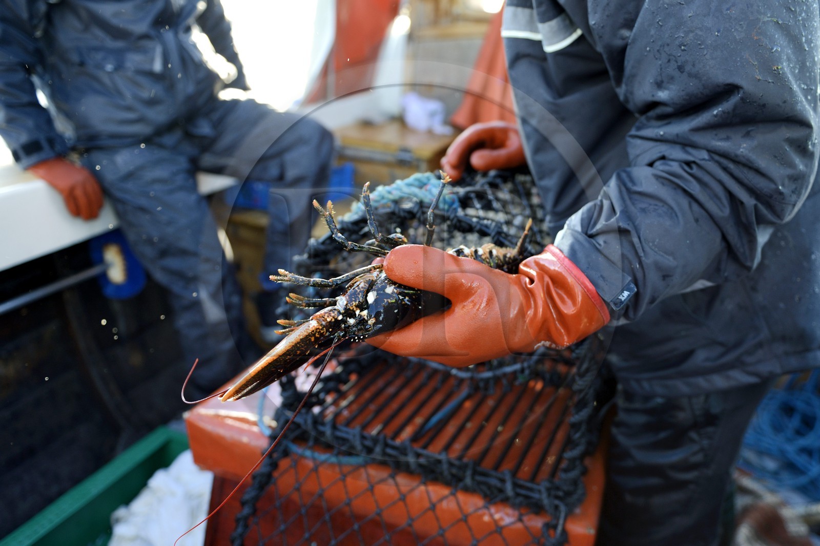 Sweden, Västra Götaland, Koster Islands, out to sea to retrieve lobster traps