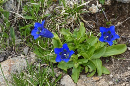 France, Alpes-Maritimes (06), parc national du Mercantour, vallée de la Valmasque, Gentiane acaule (Gentiana acaulis)