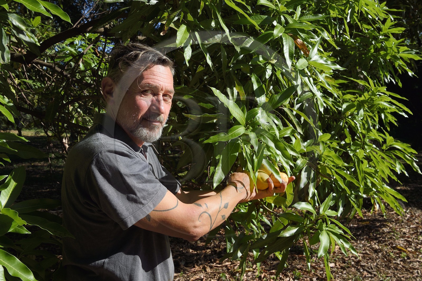 France, Ile de la Reunion, Saint-Paul, verger de mangue Laperrière au Tour-des-Roches, Ludovic Maufras createur de La Part des Anges Distillation recolte des mangues destinées à la confection de son eau de vie naturelle