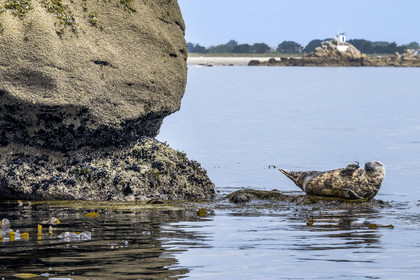France, Finistère (29), Penmarch, archipel des Étocs, phoque gris (halichoerus grypus)