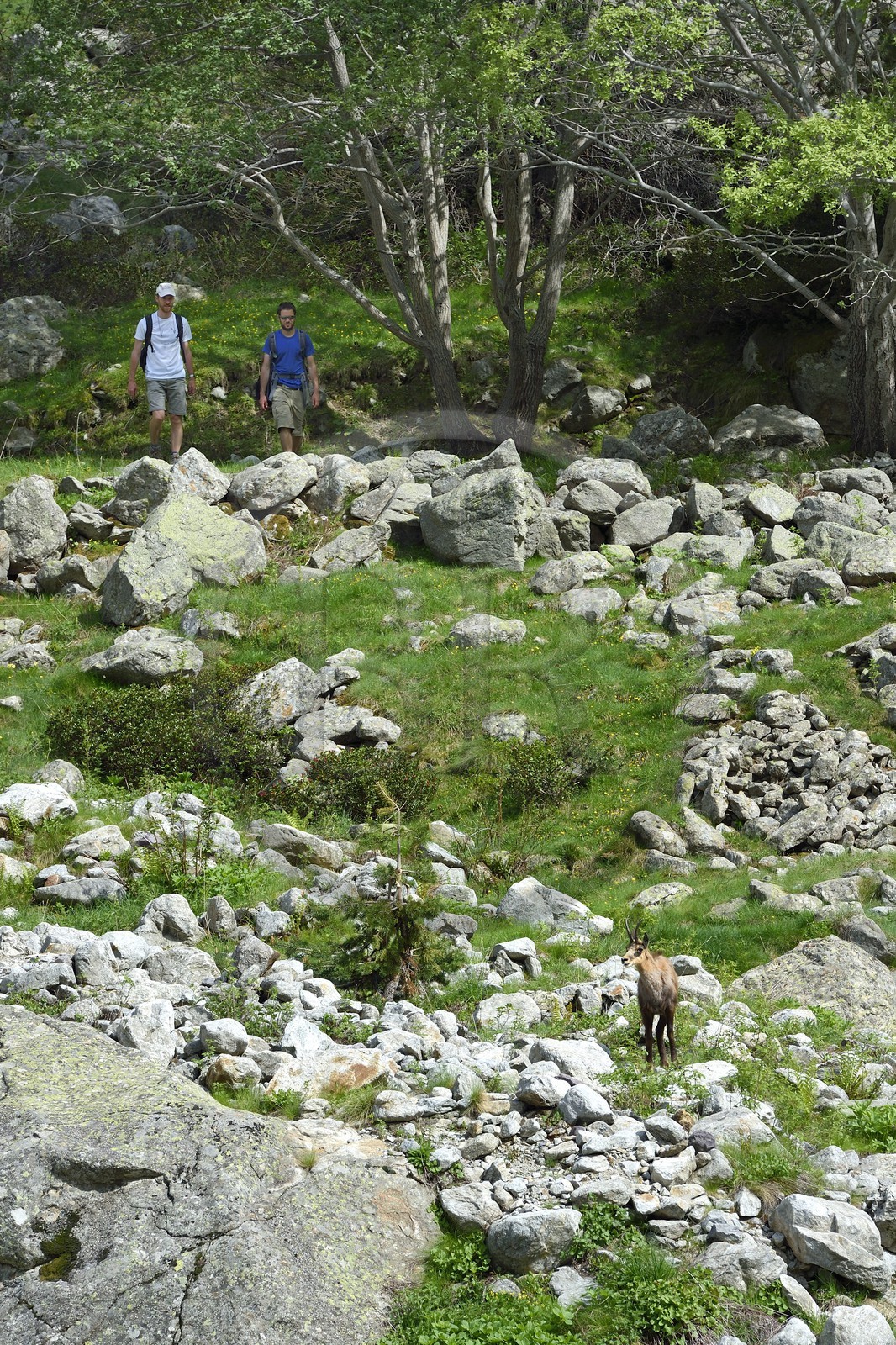 France, Alpes-Maritimes (06), parc national du Mercantour, Haute-Vésubie, randonnée dans le vallon de la Gordolasque, rencontre avec un chamois (Rupicapra rupicapra)