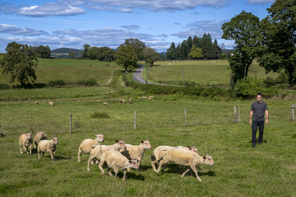 France, Nièvre (58), Parc naturel régional du Morvan, Millay, Ferme Les Prairies Gourmandes, l'agriculteur et éleveur Emmanuel Dumas avec ses moutons charollais