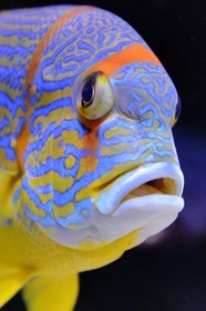 Principauté de Monaco, Monaco, le musée océanographique, Symphorichthys spilurus