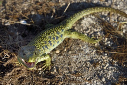 France, Dordogne (24), parc naturel régional Périgord Limousin, Périgord Vert, commune de La Rochebeaucourt-et-Argentine, plateau d'Argentine, lézard ocellé (Timon lepidus)
