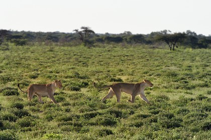 Namibie, région de Oshikoto, Parc National d'Etosha, deux lionnes (Panthera leo) en chasse