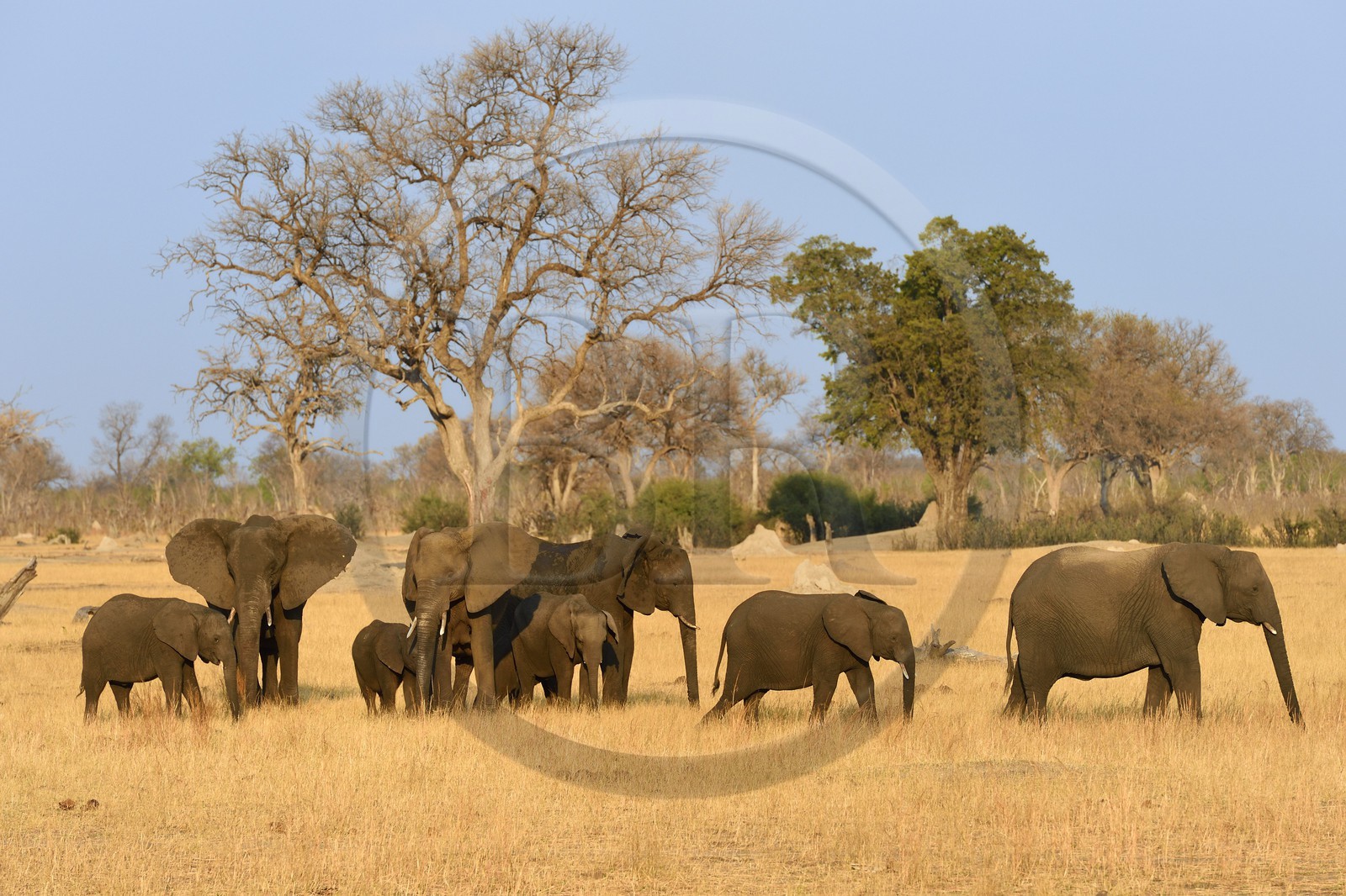 Zimbabwe, province de Matabeleland septentrional, parc national Hwange, éléphants sauvages d'Afrique (Loxodonta africana) dans la savane