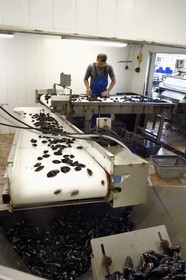 France, Var (83), La Seyne-sur-Mer, l'ostréiculteur Jean Christophe Giol dans la baie de Tamaris