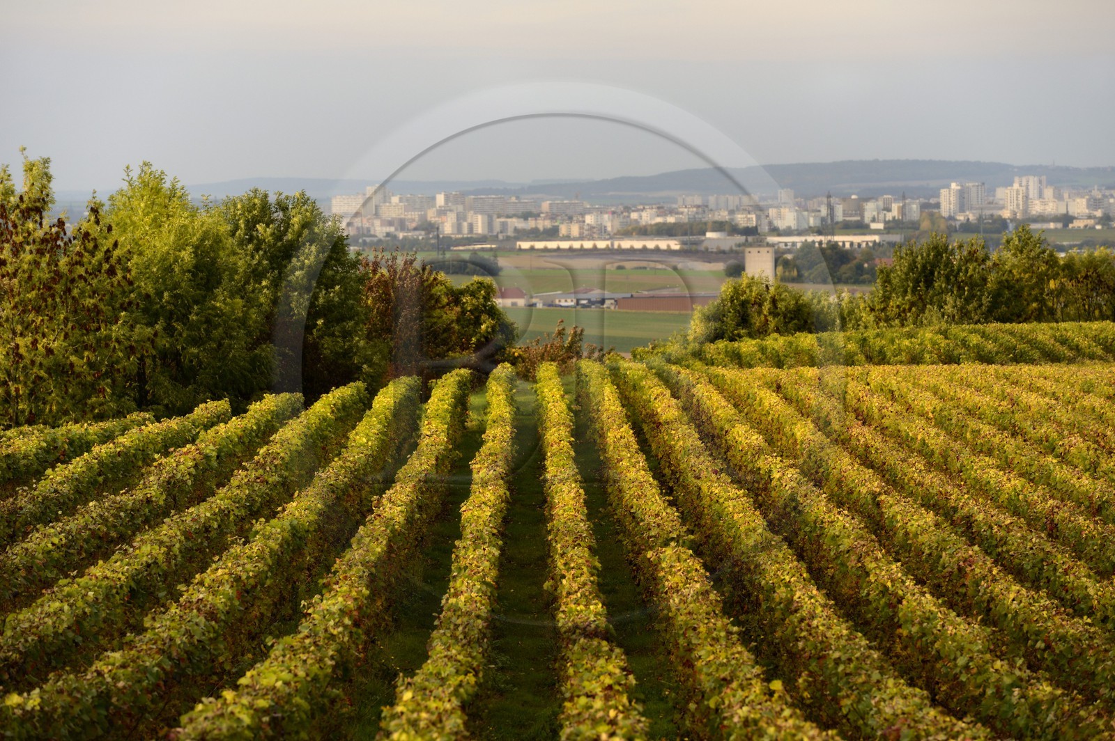 France, Marne (51), Parc Naturel Regional de la Montagne de Reims, Villers-Allerand, vignobles de Champagne