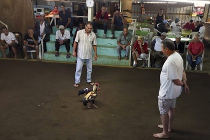 France, Ile de la Reunion, Petit Tampon, combat de coqs dans le Rond de Coq