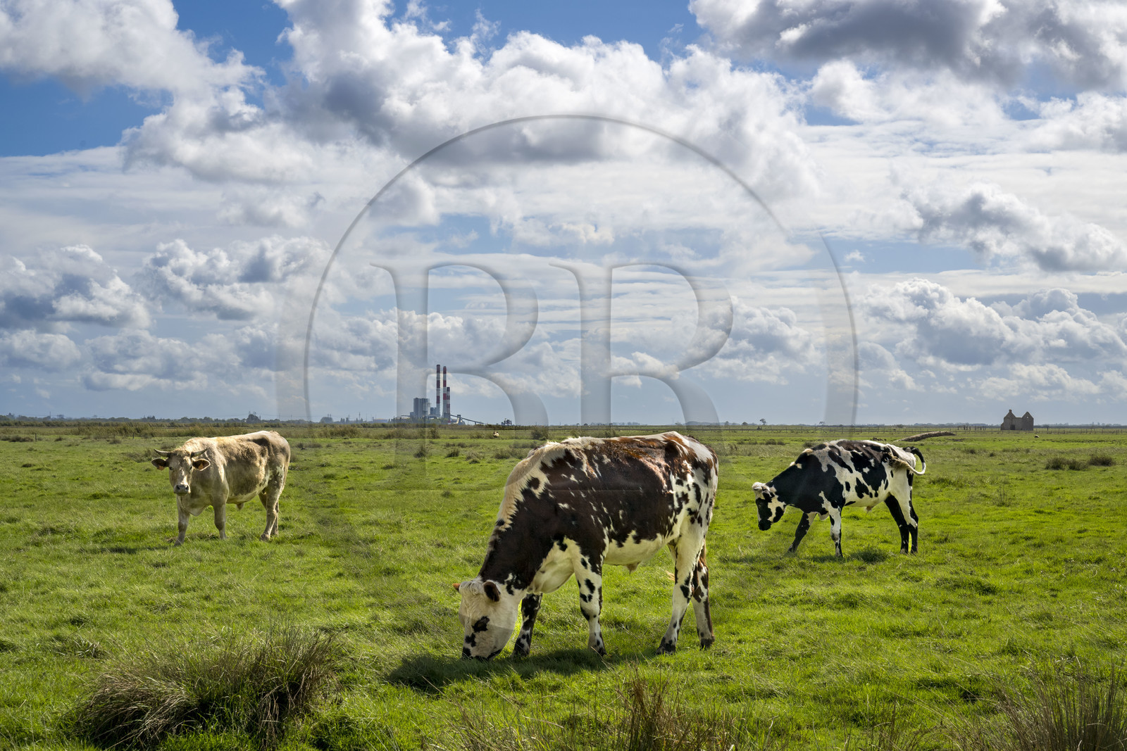 France, Loire-Atlantique (44), Lavau-sur-Loire, vaches dans les prés en bordure de l'estuaire de la Loire et la centrale électrique thermique de Cordemais en arrière plan