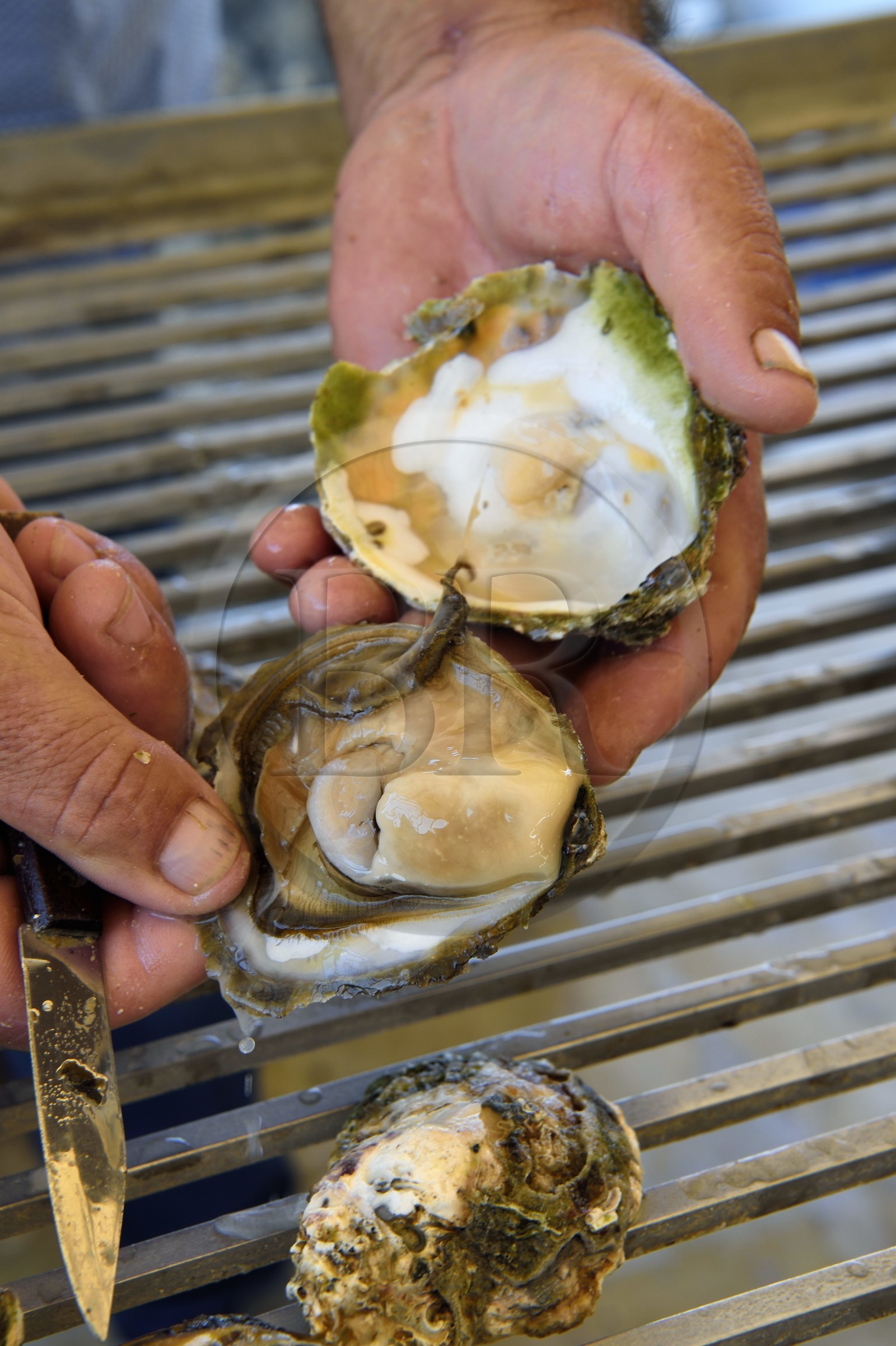 Croatie, Dalmatie, cote dalmate, presqu'ile de Peljesac, Ston, le plus grand centre d'ostréiculture de la cote dalmate à Mali Ston, l'huitre Ostrea edulis