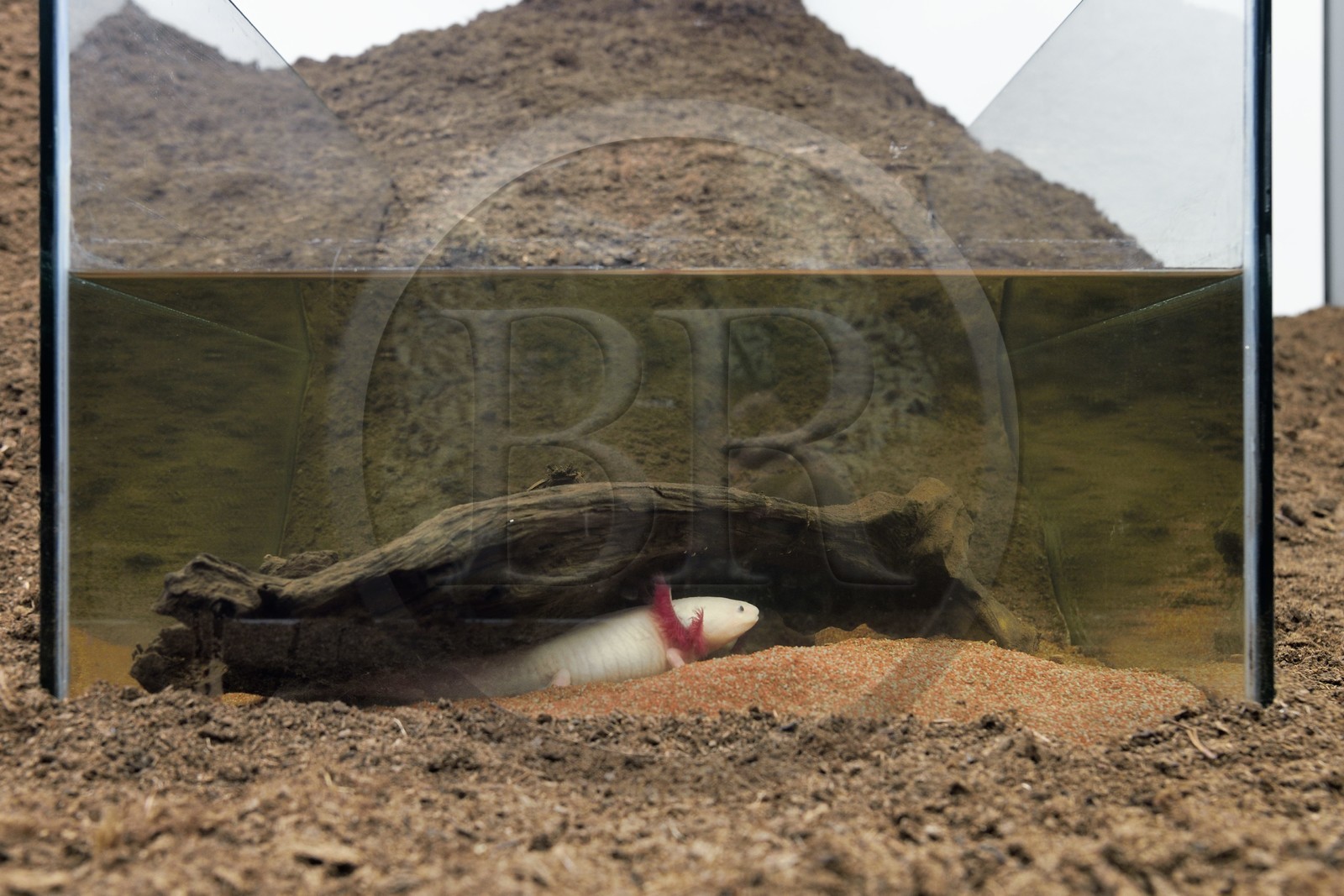 France, Var, Iles d'Hyeres, Parc National de Port Cros (National park of Port Cros), Porquerolles island, Fondation Carmignac, Diorama (couple d'axolotls) (2012) co-production by Mathieu Mercier and Credac Ivry