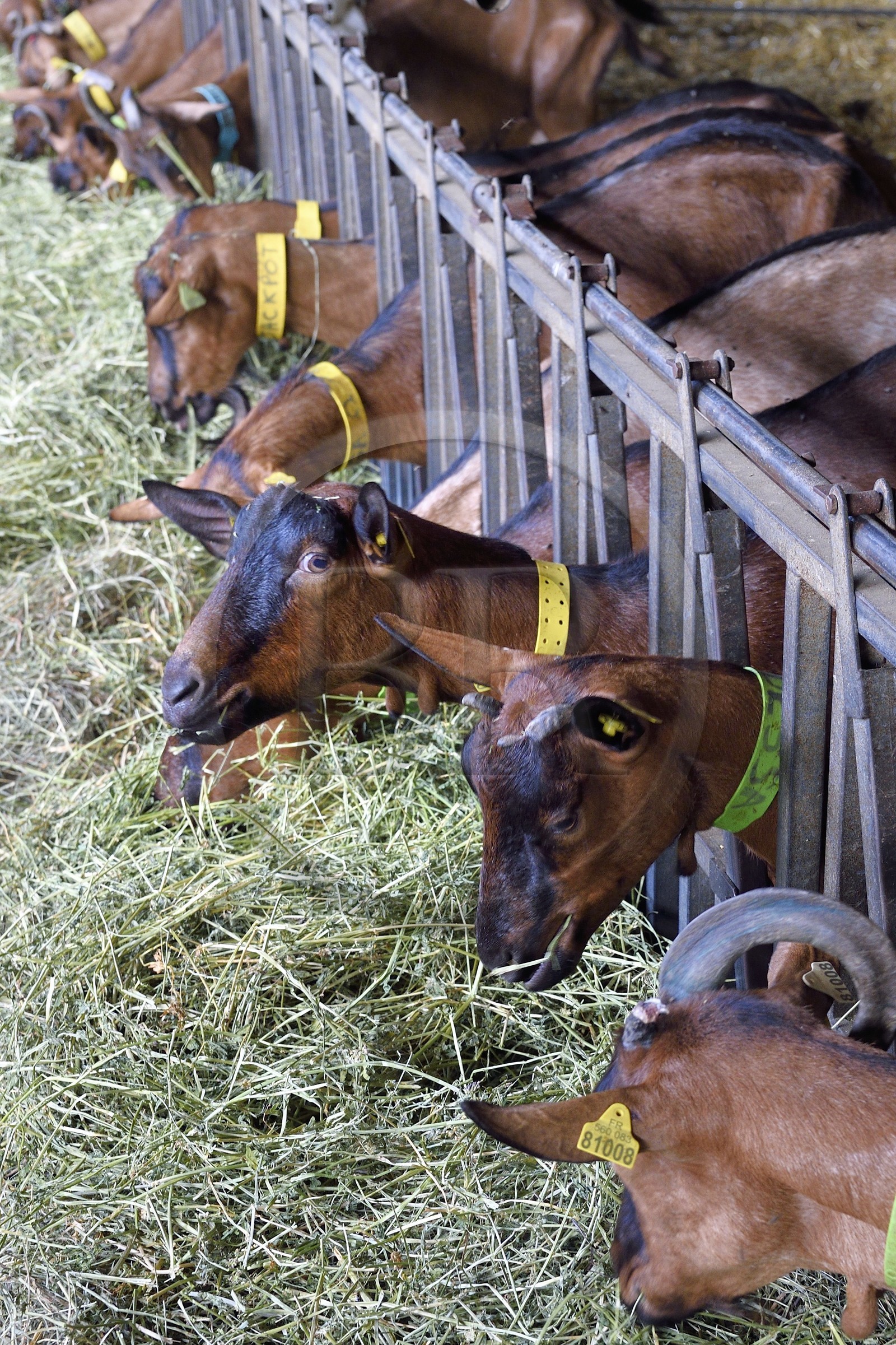 France, Var (83), La Dracénie, village de Châteaudouble, ferme fromagère La Pastourelle