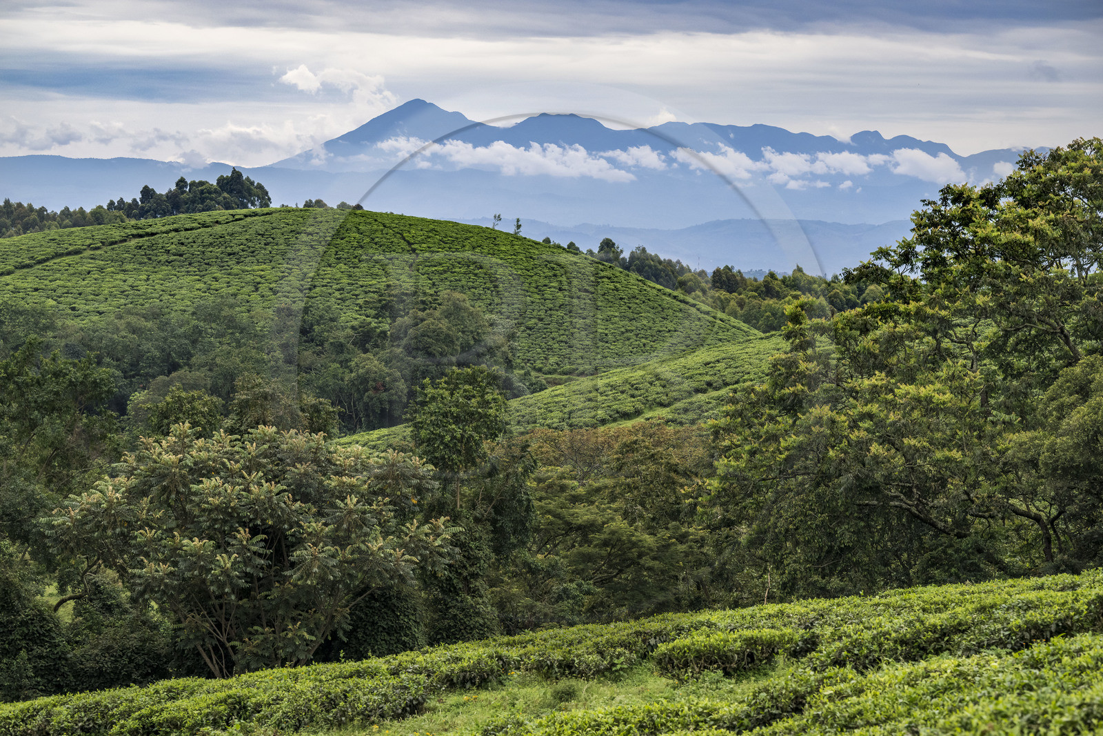Rwanda, Province de l’Ouest, Gisakura, Parc national de Nyungwe, plantations de thé en bordure de la forêt tropicale humide naturelle et les montagnes de Kahuzi-Biega dans la République démocratique du Congo en arrière plan
