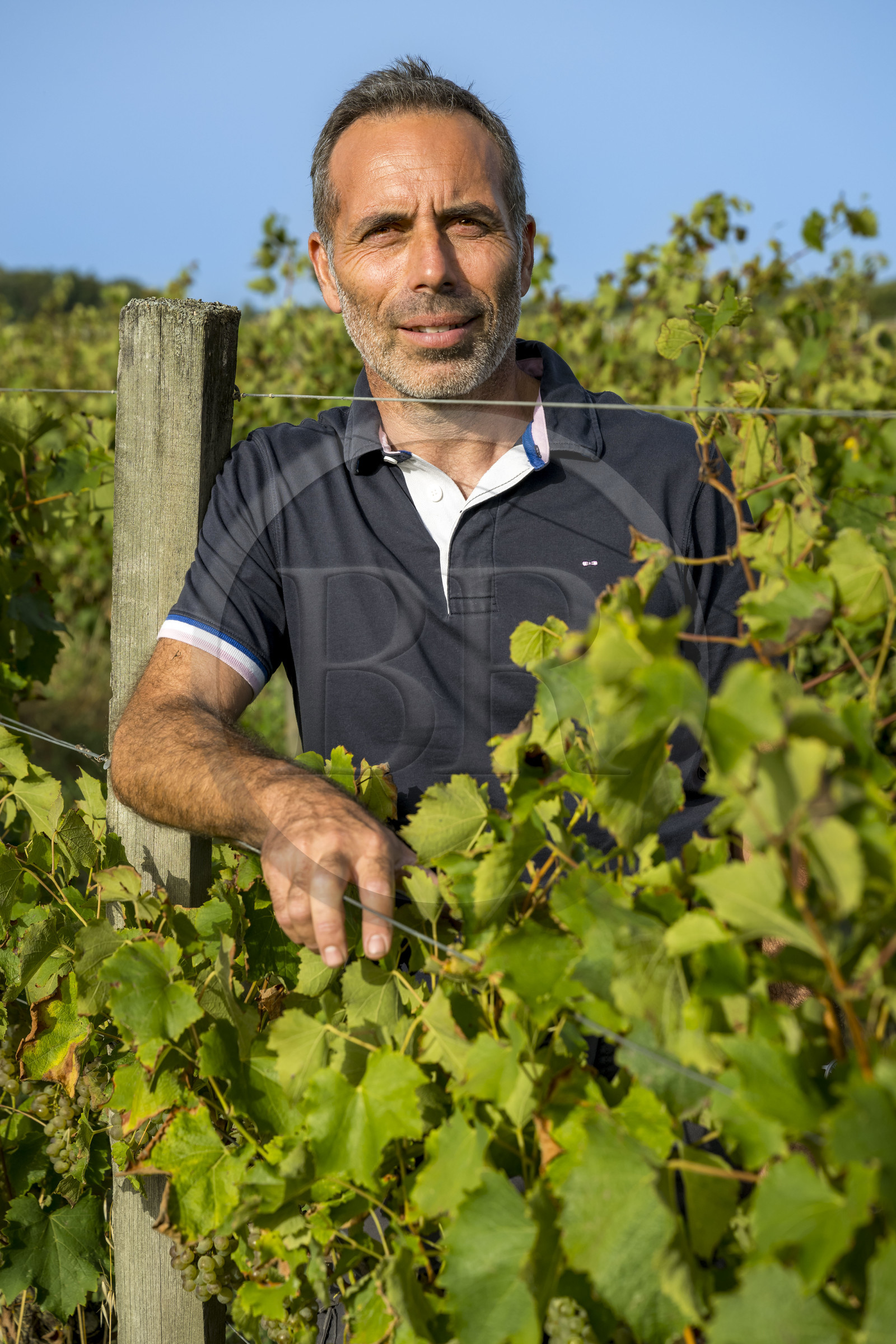 France, Charente-Maritime (17), Ile d'Oléron, Saint-Pierre-d'Oléron, hameau de La Coindrie, le vigneron Eric Mage dans son vignoble