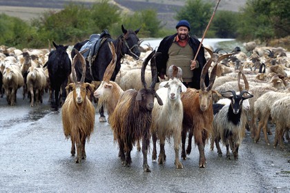 Azerbaijan, Ismailli region, Shepherd and his flock of sheep in transhumance on the road down Lahij (Lahic)