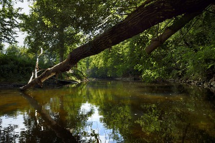 France, Dordogne (24), Périgord Noir, descente de la rivière Auvézère en canoé-kayak entre Cherveix-Cubas et Tourtoirac (avec Vert’Auvézère)
