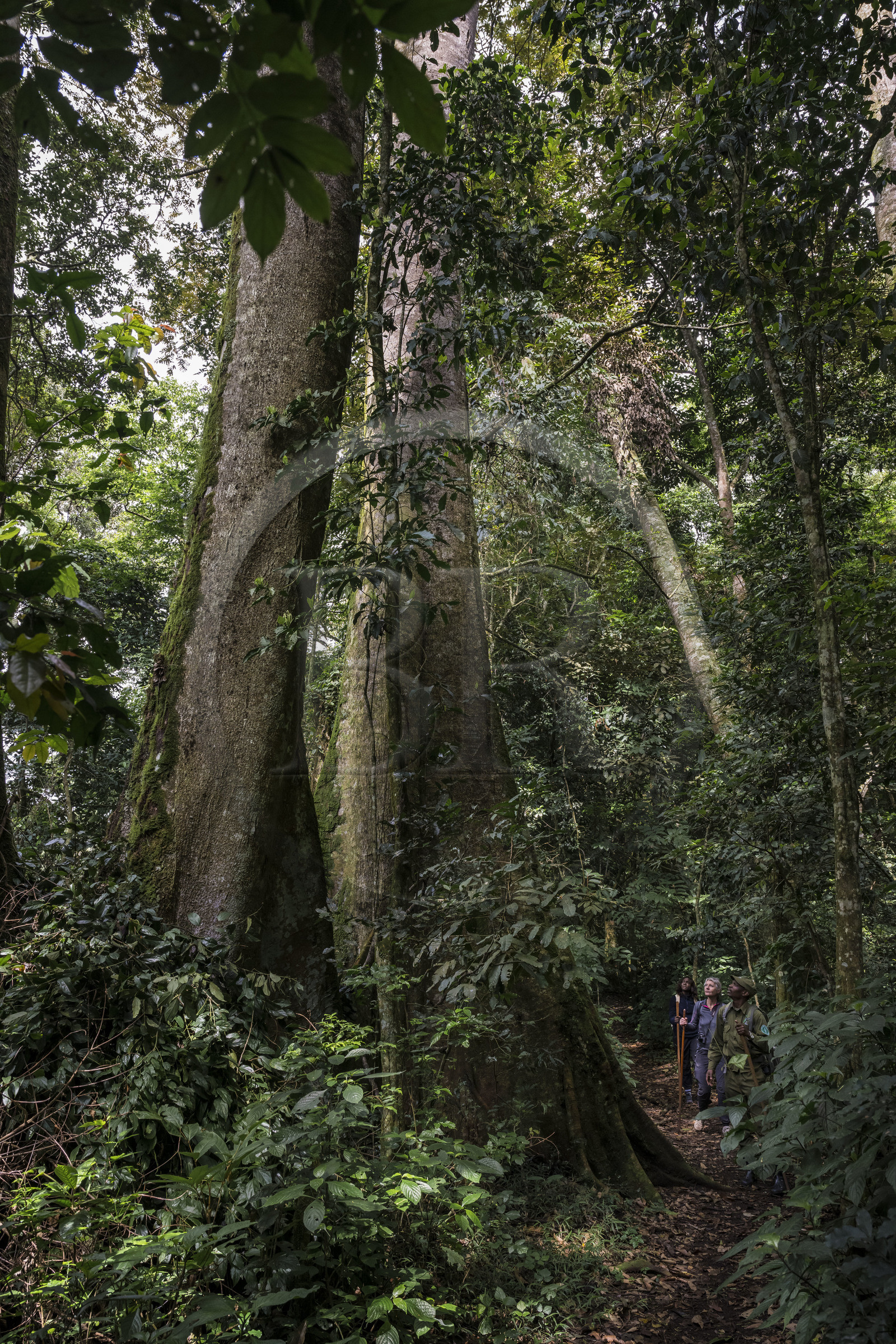 Rwanda, Province de l’Ouest, Nyakabuye, Parc national de Nyungwe, forêt tropicale humide naturelle de Cyamudongo, le garde de African Parks Claver Mtoyinkima guidant des touristes sur la piste des chimpanzés pendant un safari à pied, arbre à contrefort Newtonia