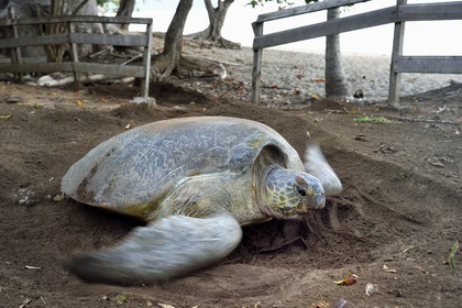 France, Ile de Mayotte, Grande-Terre, Kani-Keli, plage de N’Gouja, le Jardin Maoré, tortue (de mer) verte (Chelonia mydas) recouvrant de sable ses oeufs après la ponte
