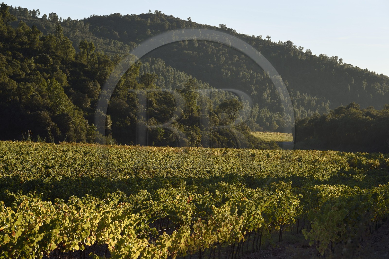 France, Var (83), Massif des Maures, Pierrefeu-du-Var, vignoble dans le vallon de Maraval
