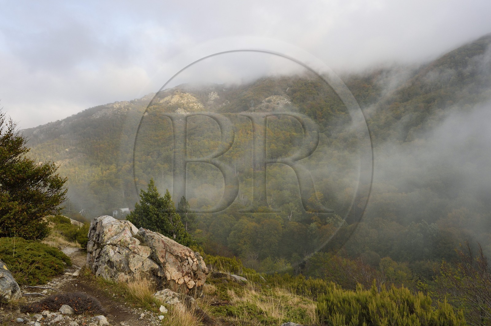 France, Haute-Corse (2B), Vivario, GR 20, étape entre le refuge de l'Onda et Vizzavona, foret de Vizzavona au col de Vizzavona