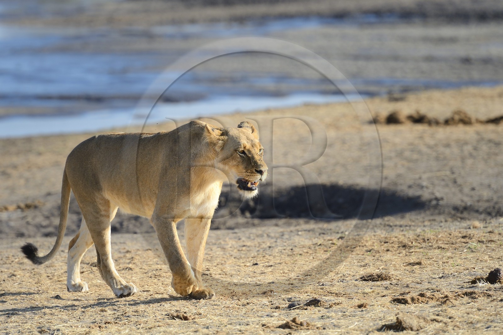 Zimbabwe, Matabeleland North Province, Hwange National Park, lion (Panthera leo) around a pond