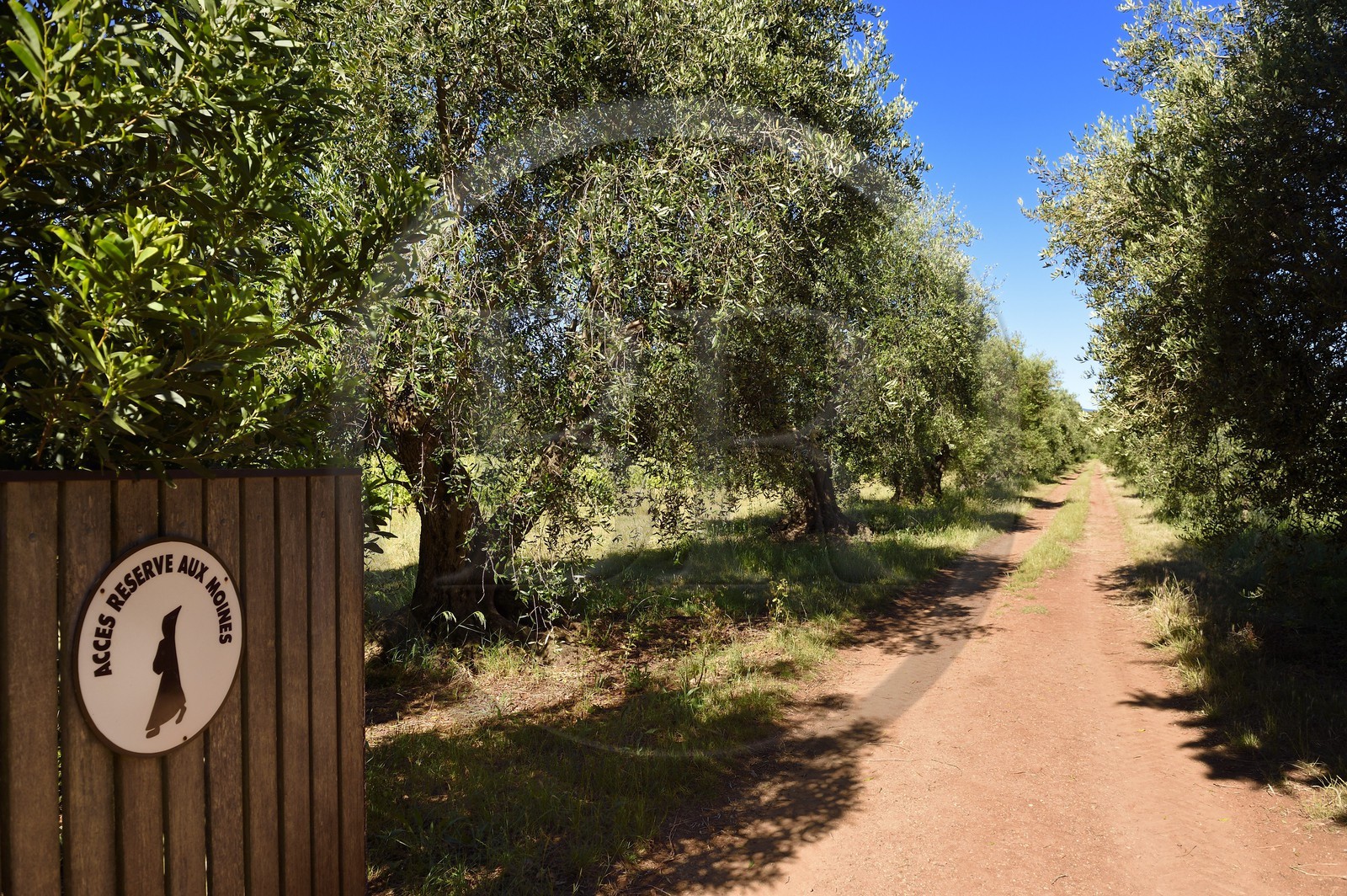 France, Alpes-Maritimes, Lerins Islands, Saint-Honorat island, olive grove whose entrance is reserved for monks