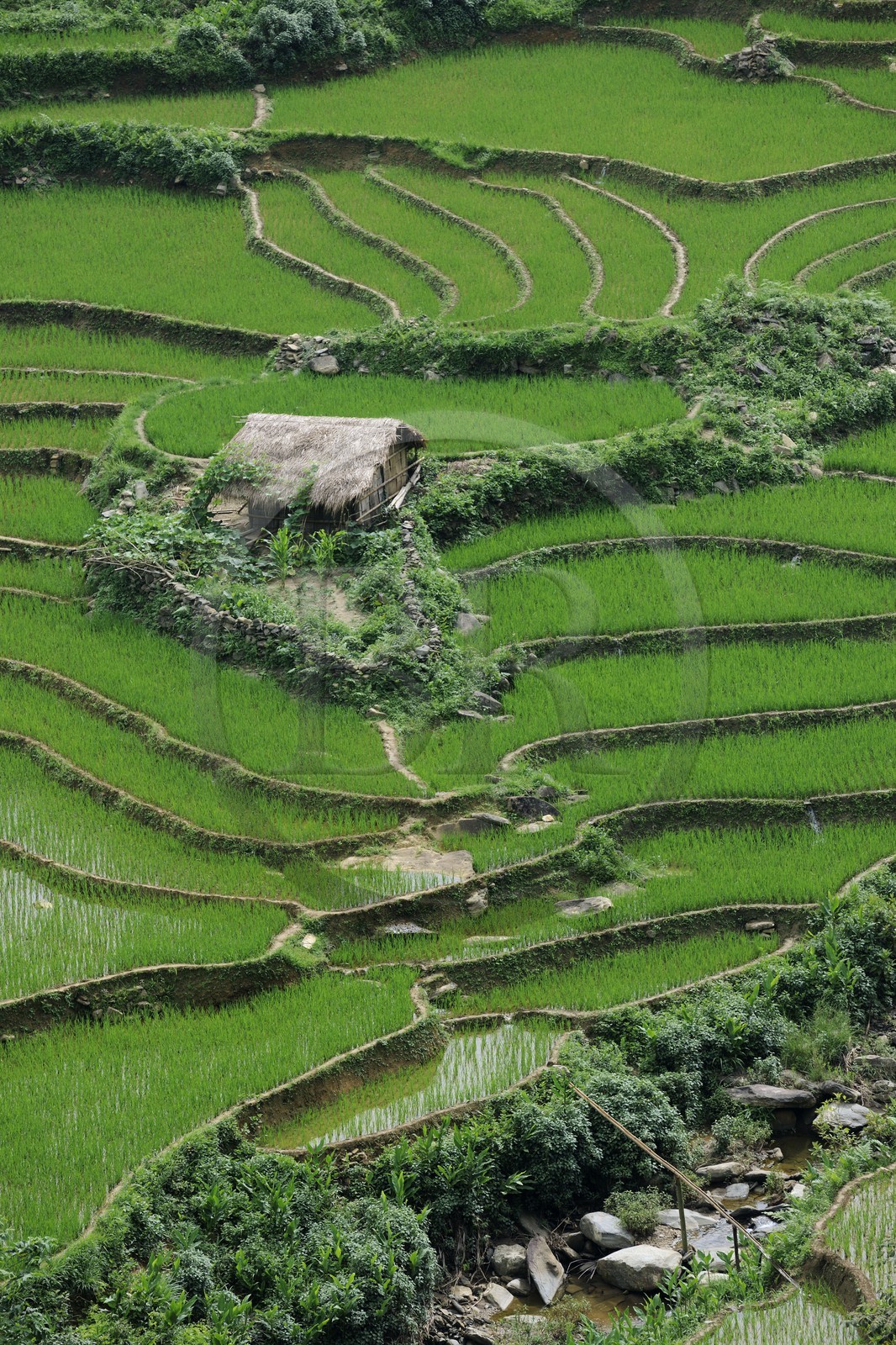 Vietnam, province de Lao Cai, région de Nord-Ouest de Sapa, rizières en terrasses