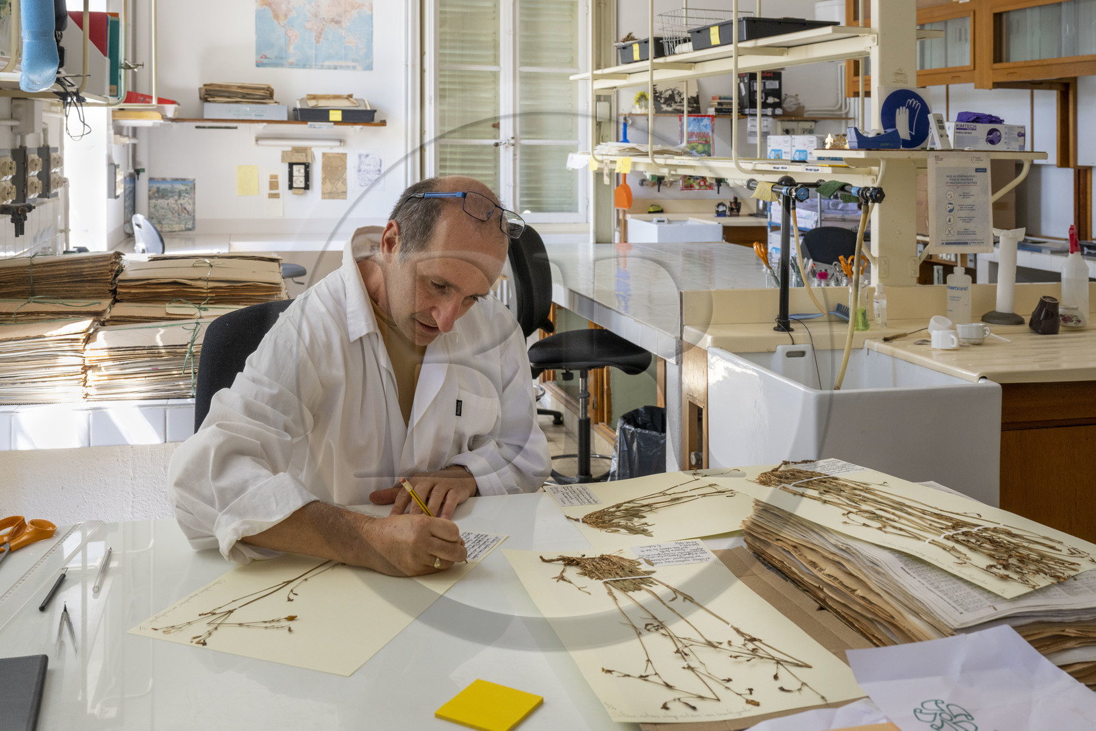 France, Alpes-Maritimes (06), Antibes, Le Jardin Botanique de la Villa Thuret (rattachée à l'INRAE), labellisé Jardin Remarquable et Arbre Remarquable, un des laboratoires de recherche dans la villa, Bernard Elsair travaille sur l'herbier Thuret