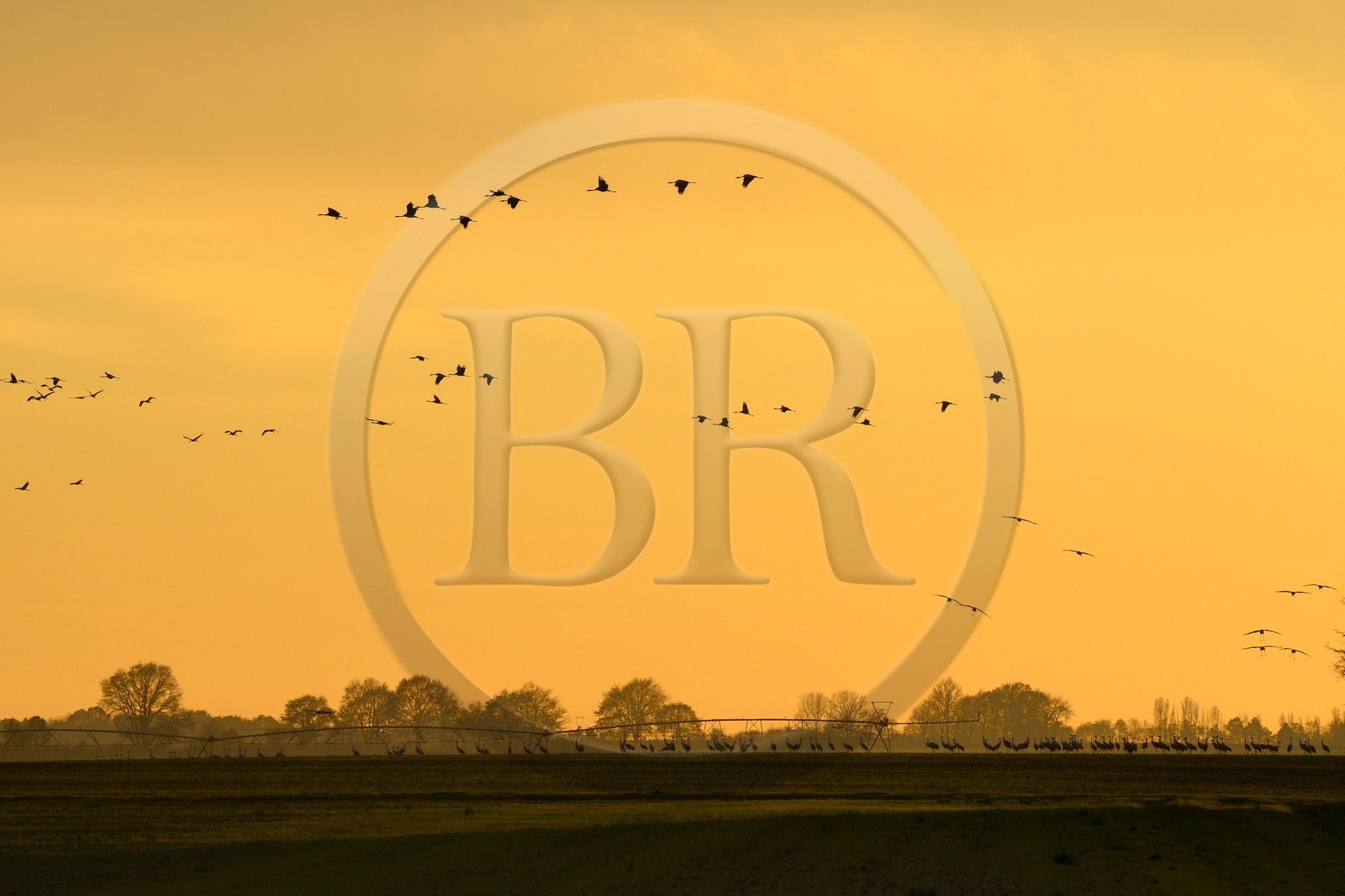 France, Indre (36), le Berry, parc naturel régional de la Brenne, Rosnay, étang de la Mer Rouge, grue cendrée (grus grus), vol au coucher de soleil