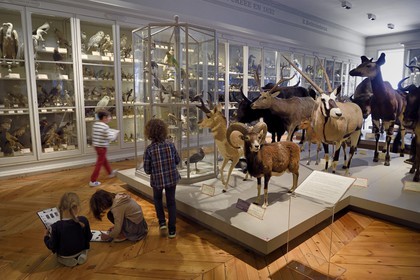 France, Charente-Maritime (17), La Rochelle, le Muséum d'histoire naturelle (muséum Lafaille), galerie de zoologie