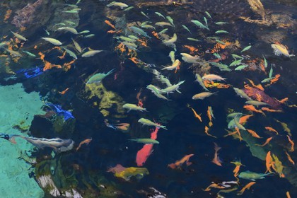 Portugal, Lisbonne, Parque das Nações (Parc des nations) construit pour l'exposition universelle de 1998, Oceanário (Oceanarium), bassin des poissons des mers chaudes