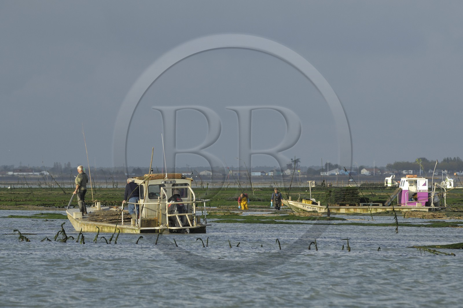 France, Charente-Maritime (17), le bassin Marrennes-Oléron au large de l'Ile d'Oléron, chaland dans les parcs à huîtres