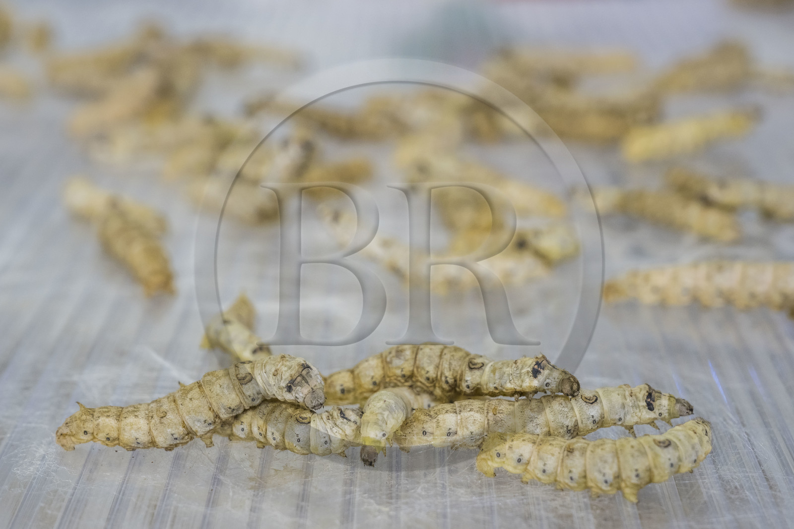 France, Gard, Monoblet, Atelier Sericyne is relaunching French sericulture, breeding silkworms and producing exceptional non-woven silk for the production of decorative objects