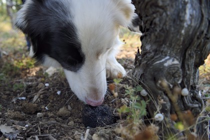 France, Var (83), Provence Verte, Bras, domaine de la maison d'hotes Le Peyrourier, la chienne truffière Fanny détecte une truffe