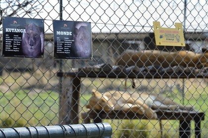 Zimbabwe, province des Midlands, Gweru, Antelope Park qui abrite ALERT (African Lion and Environmental Research Trust), enclos des lions qui ne pourront être relachés à la vie sauvage