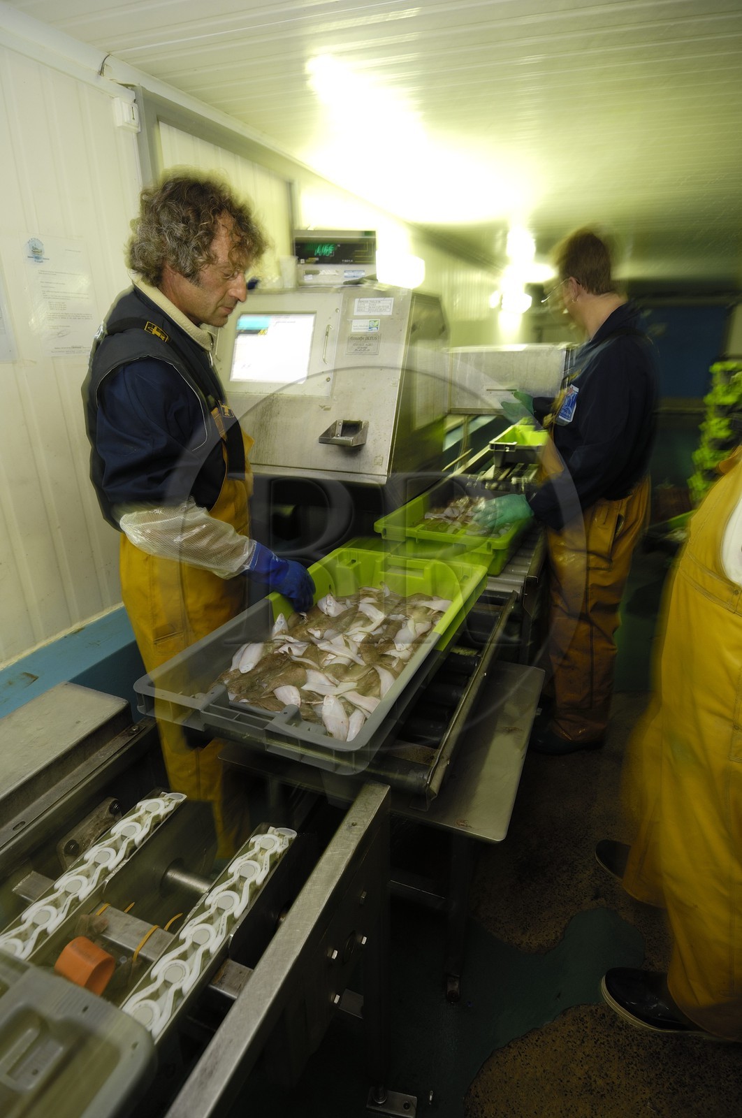 France, Charente-Maritime (17), Ile d'Oléron, port de la Cotinière, la criée