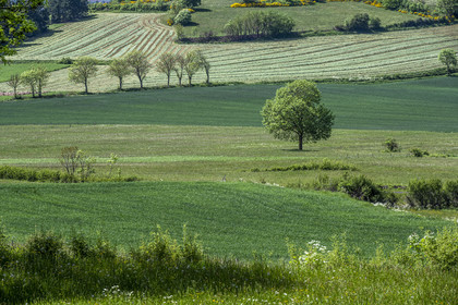 France, Haute-Loire (43), randonnée avec un âne sur le chemin de Stevenson (GR 70), paysage agricole entre Le Monastier-sur-Gazeille et Saint-Martin-de-Fugères