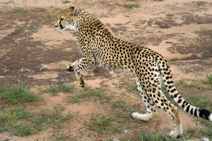 Namibie, Otjiwarongo, Cheetah Conservation Fund, centre de recherche et d'éducation, guépard (Acinonyx jubatus) entrainé à courir pour rester en forme et sain
