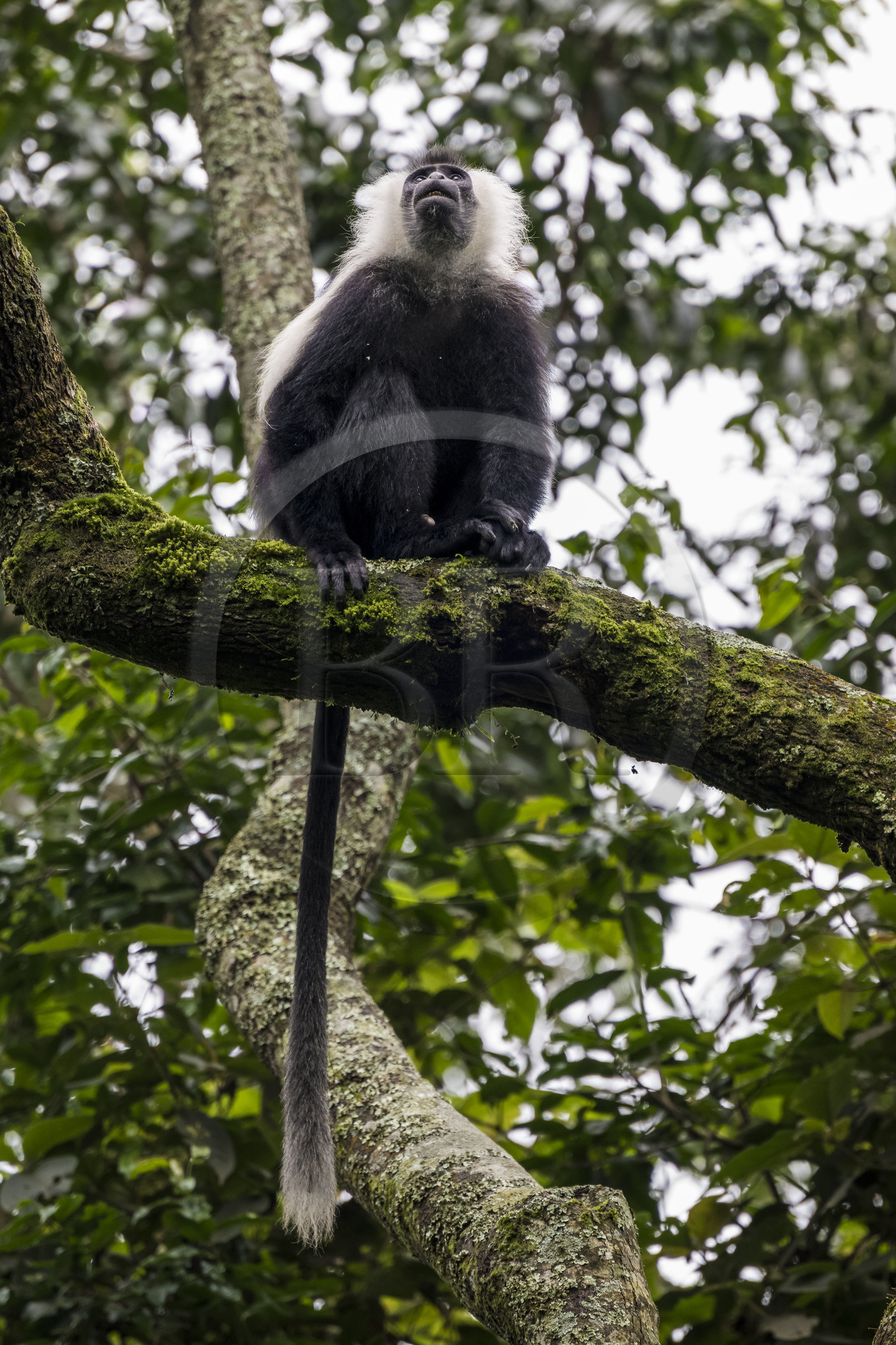 Rwanda, Province de l’Ouest, Gisakura, Parc national de Nyungwe, Colobe de Ruwenzori (Colobus angolensis ruwenzorii) pendant un safari à pied dans la forêt tropicale humide naturelle