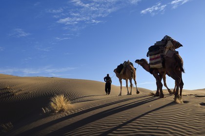 Iran, Isfahan province, Dasht-e Kavir desert, Mesr in Khur and Biabanak County, man leading camel train at sunrise in the dunes of the place called Kuh-e Sefid