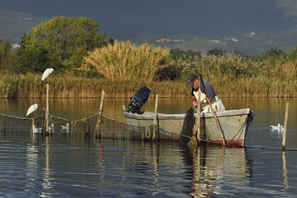 France, Haute Corse, the pond of Biguglia (Stagnu di Chiurlinu), nature reserve of Corsica (RNC), fisherman raising the nets set on alder stakes