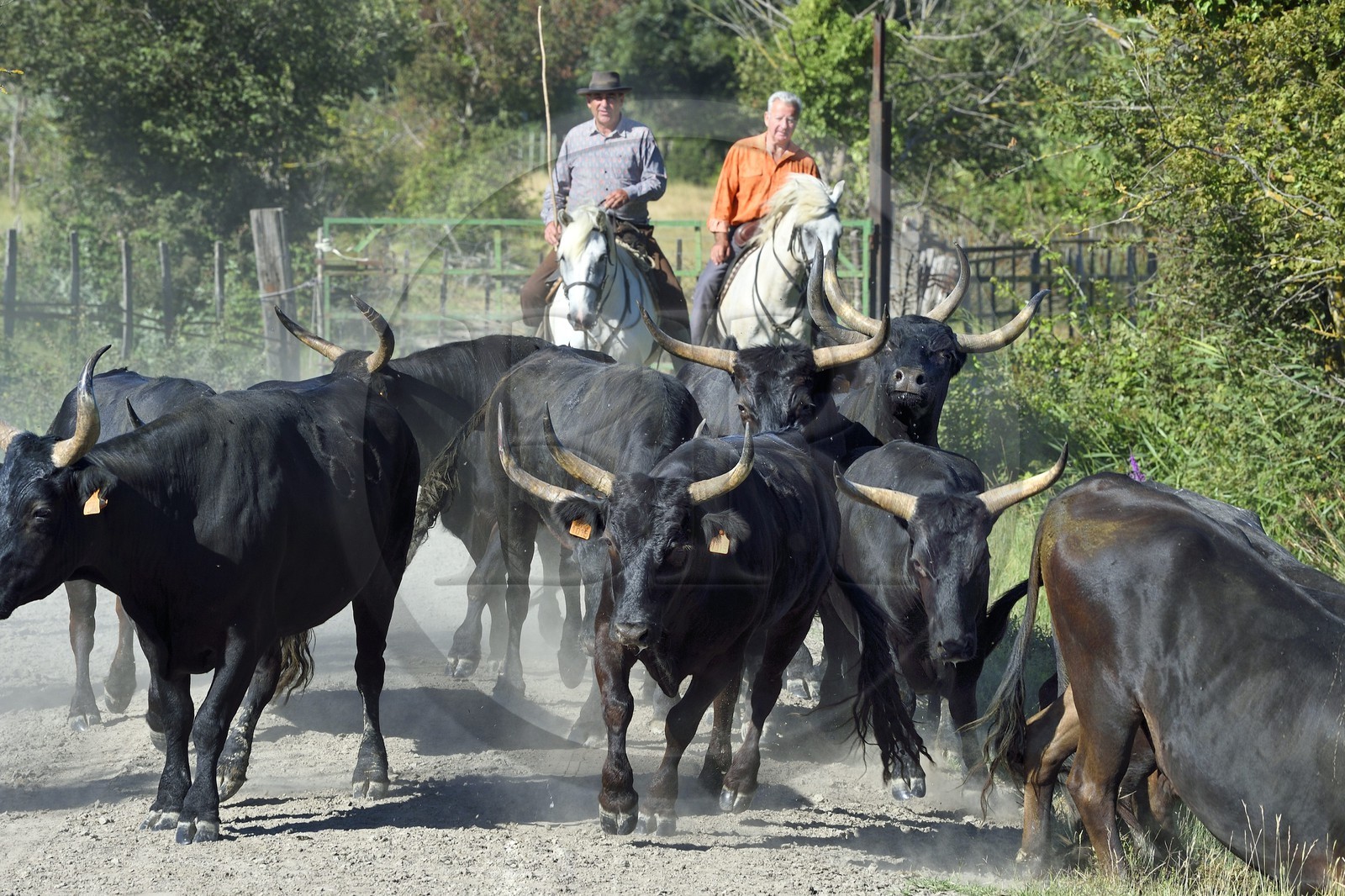 France, Bouches-du-Rhône (13), Parc naturel régional de Camargue, Mas du Menage, manade Saint Antoine (Cauzel), gardians avec les taureaux camarguais appellés Raço di Biou