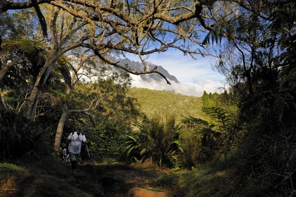 France, île de la Réunion, randonneurs en forêt de Bélouve