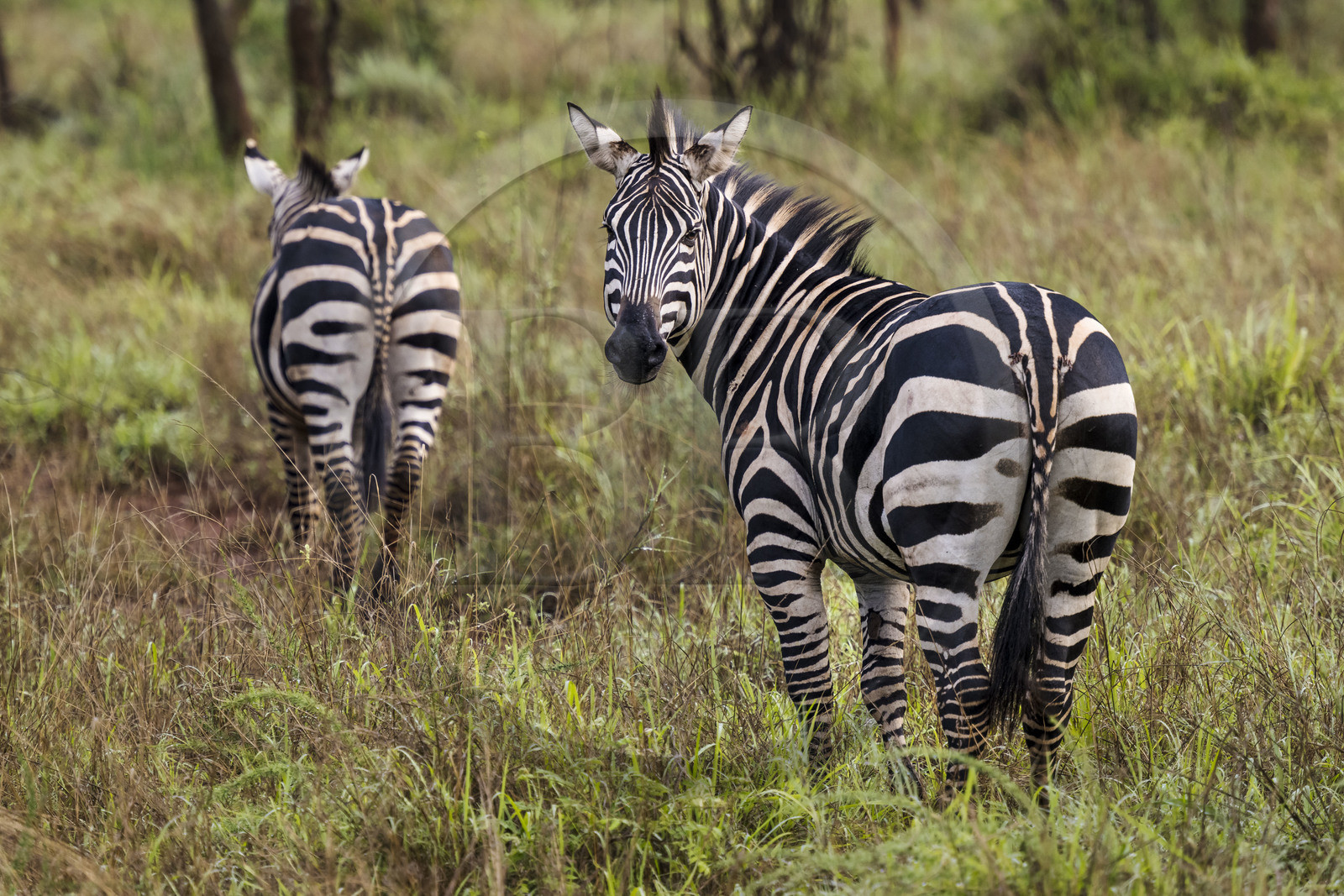 Rwanda, Parc national de l'Akagera, zèbre des plaines (Equus quagga)